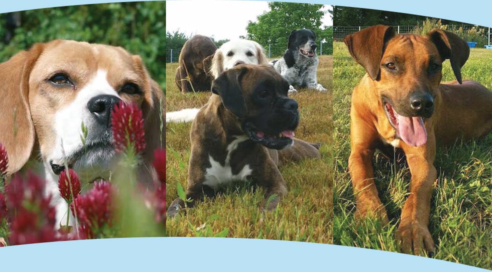 Luna's Ranch -
                                        Hundepension Lommatzsch, Oschatz, Riesa, Meissen, Kalbitz, Stauchitz
